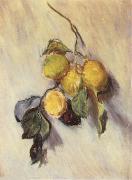 Claude Monet, Branch from a Lemon Tree